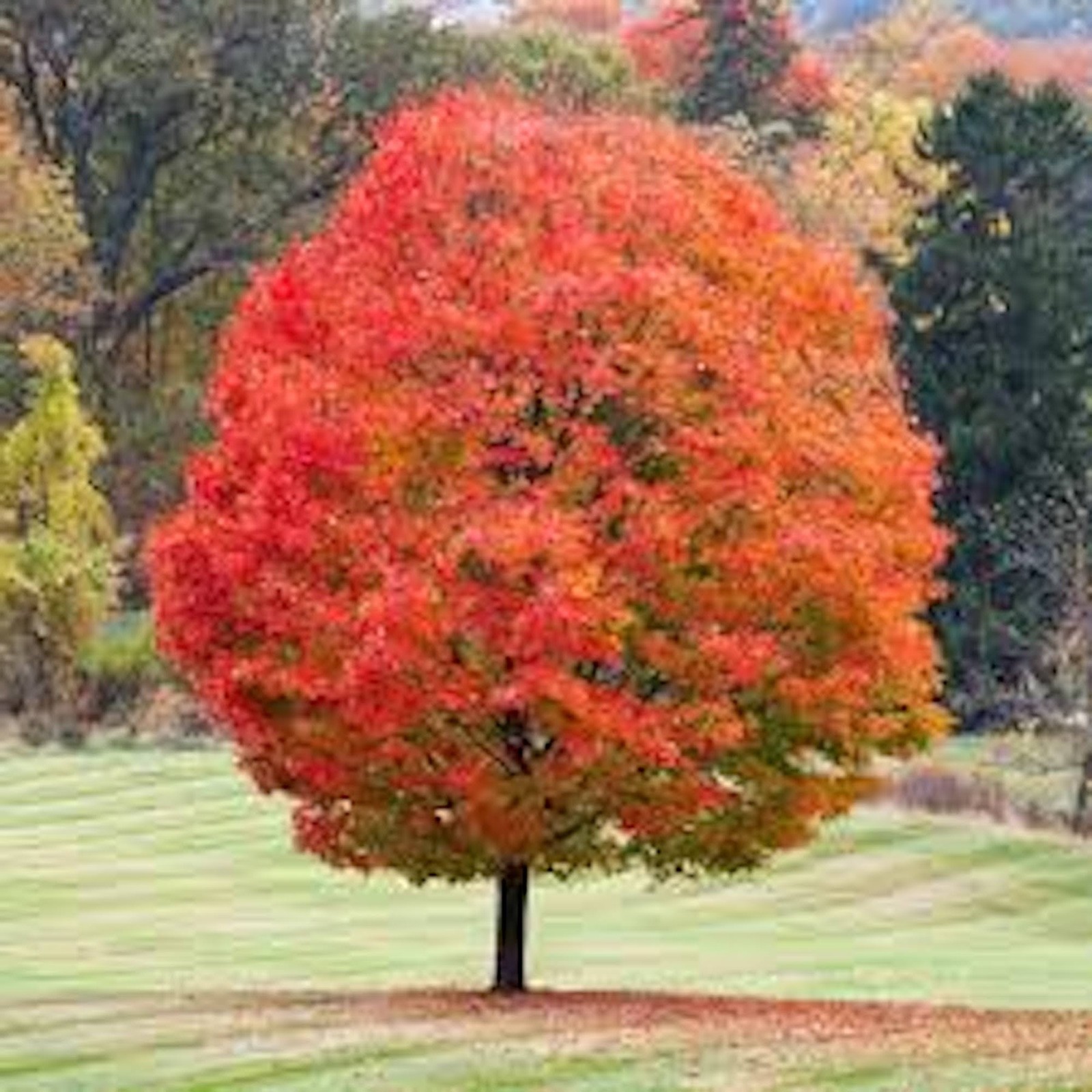 1 Sugar Maple Tree 12-24″ Tall Acer saccharum Hard Maple Bare Root
