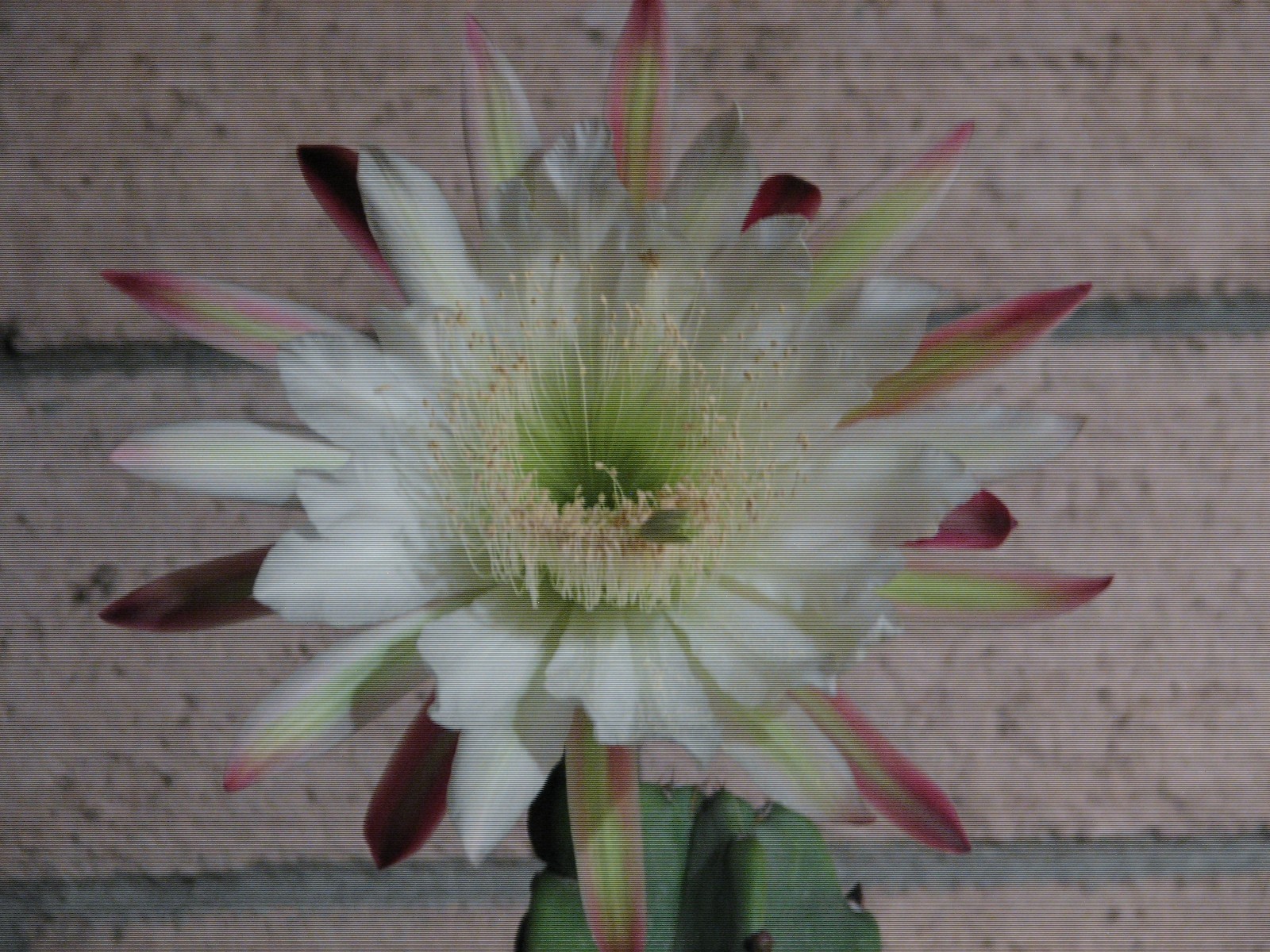 16 1/2 in tall, 5 1/2 in wide Cereus columnar cactus plant