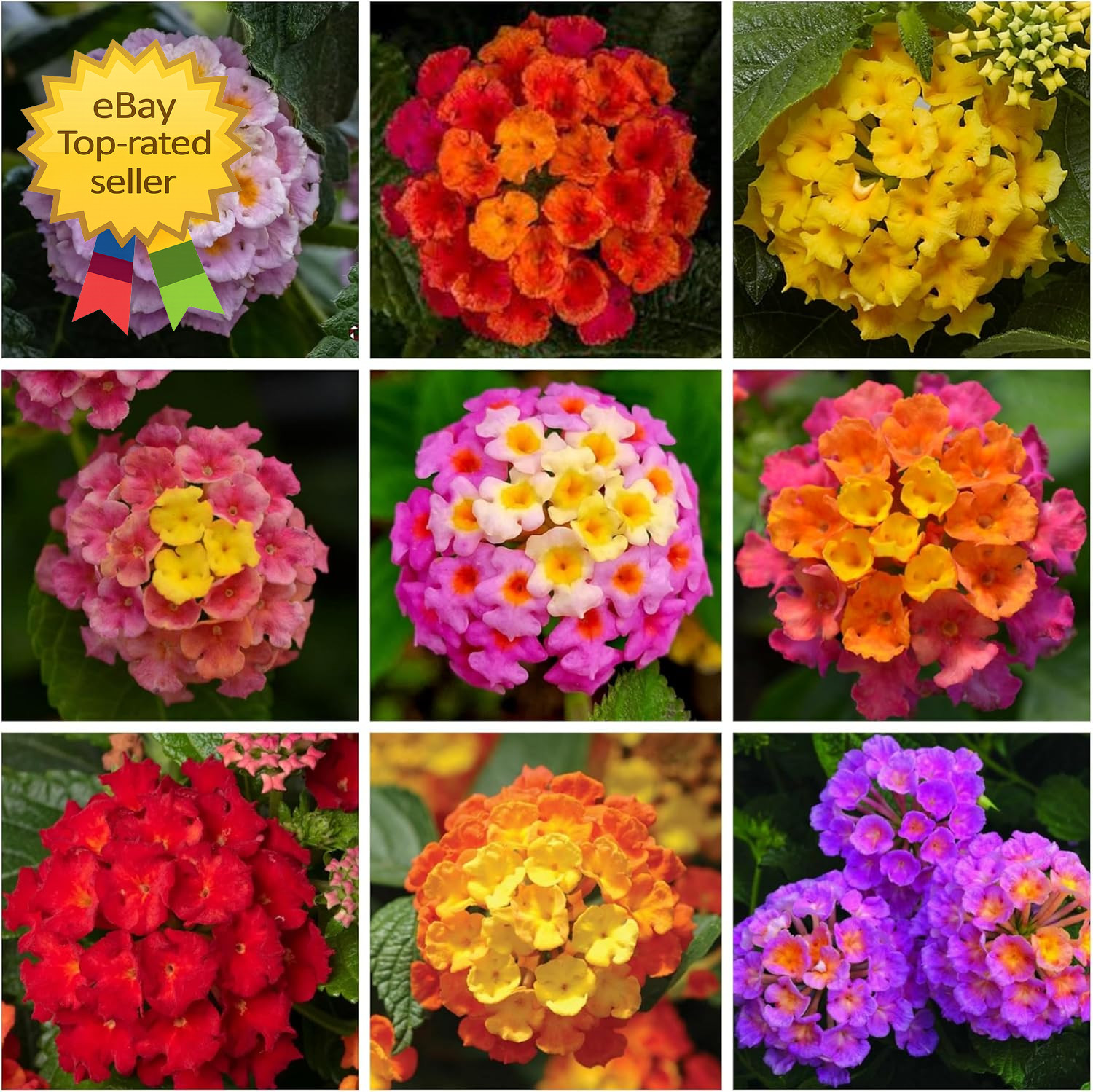 300 Mixed Lantana Flower Seeds Colorful Garden Plants Attract Butterflies Bees