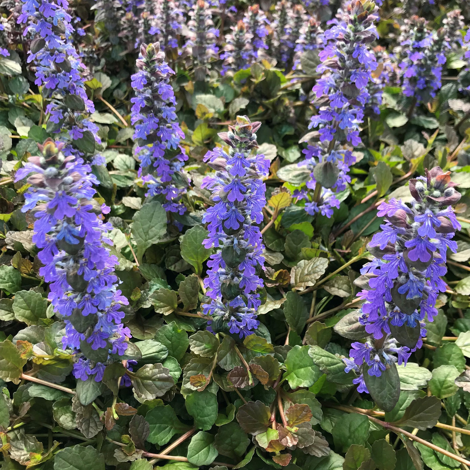 Ajuga Bronze Beauty 25 Plants in 3-1/2 inch Pots