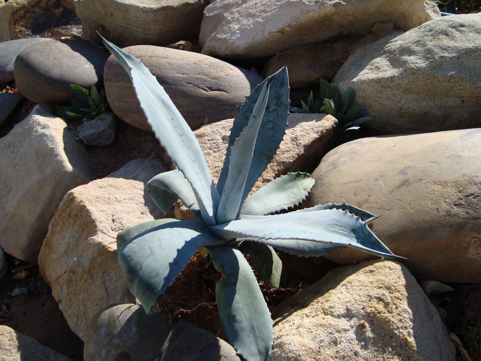 Agave Americana Blue Century Plant Pup Sprout for sale. Grows Huge!!!!