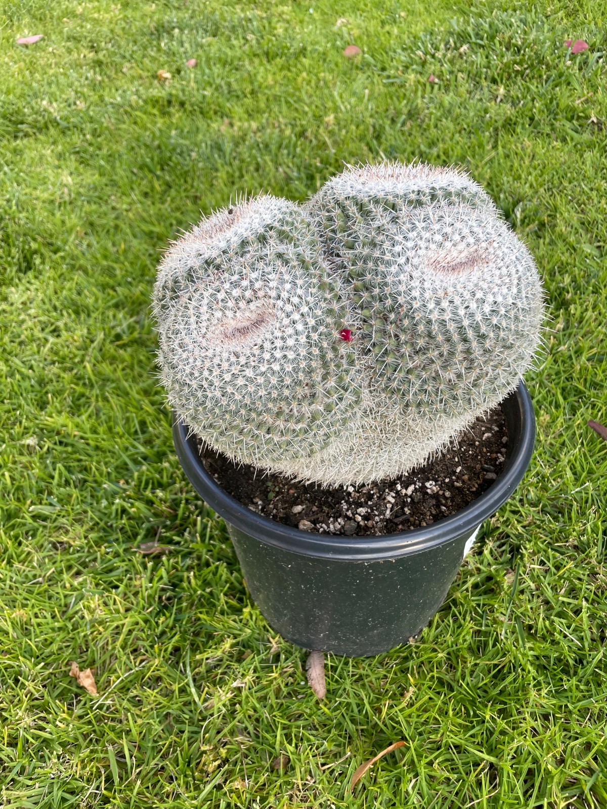 XL cluster, 4 heads, Mammillaria Parkinsonii #A48