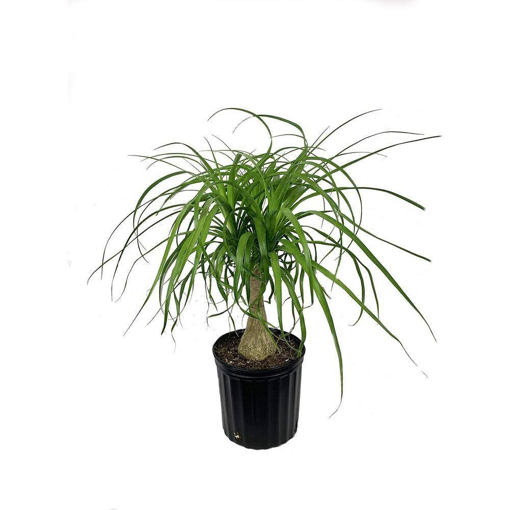 Ponytail Palm-Live Plant in an 8 Inch Pot-Beaucarnea Recurvata-Beautiful Clean A