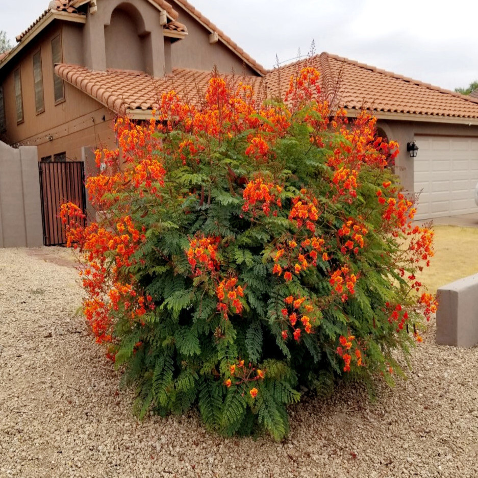 MEXICAN RED BIRD of PARADISE SEEDS (C. Pulcherrima) DWARF POINCIANA Flower Shrub