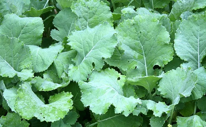 Kale Seeds 500+ Premier Early Hanover Vegetable NON-GMO US SELLER FREE SHIPPING