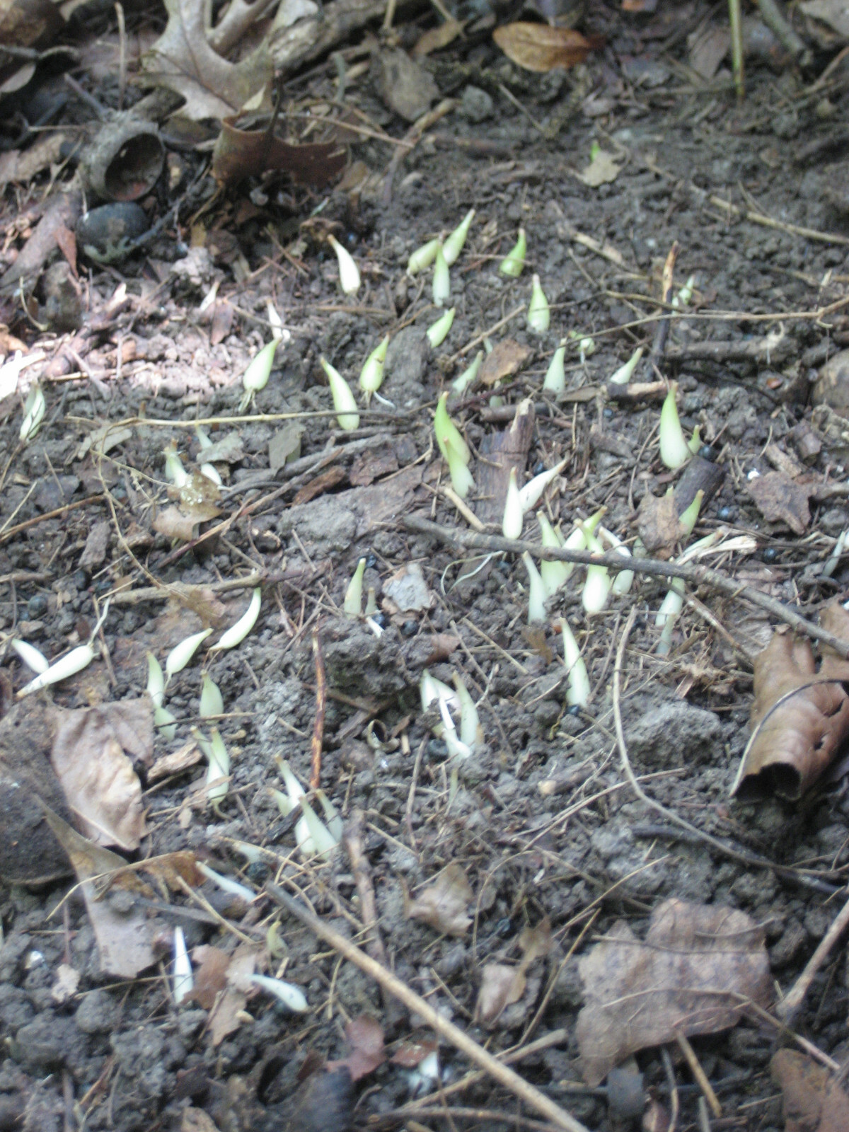 2023 WILD LEEK RAMPS 700 SEEDS 1/2 oz RAMSOM BEARS GARLIC ALLIUM TRICOCCUM A++