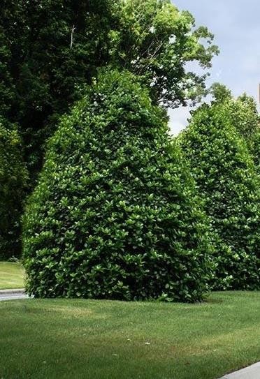American Holly – Greenleaf – 3.5″ Pot – 6 – 12″ Tall