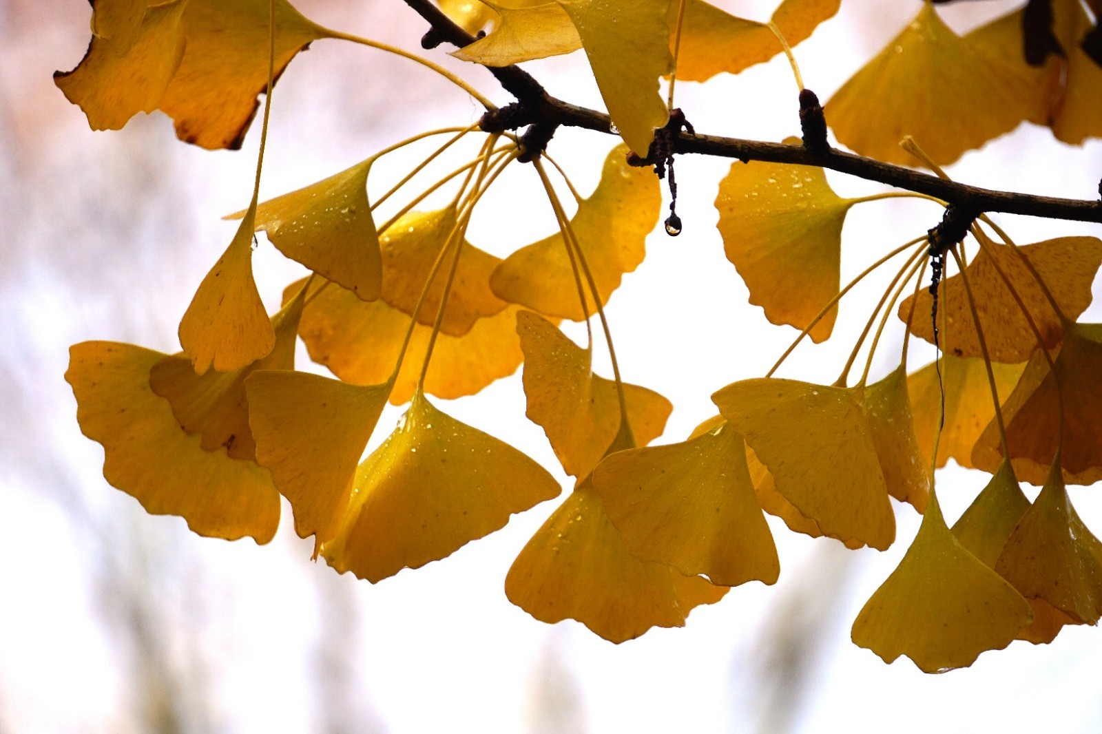 1 Ginkgo Tree 12-24″ Ginkgo biloba Bare Root