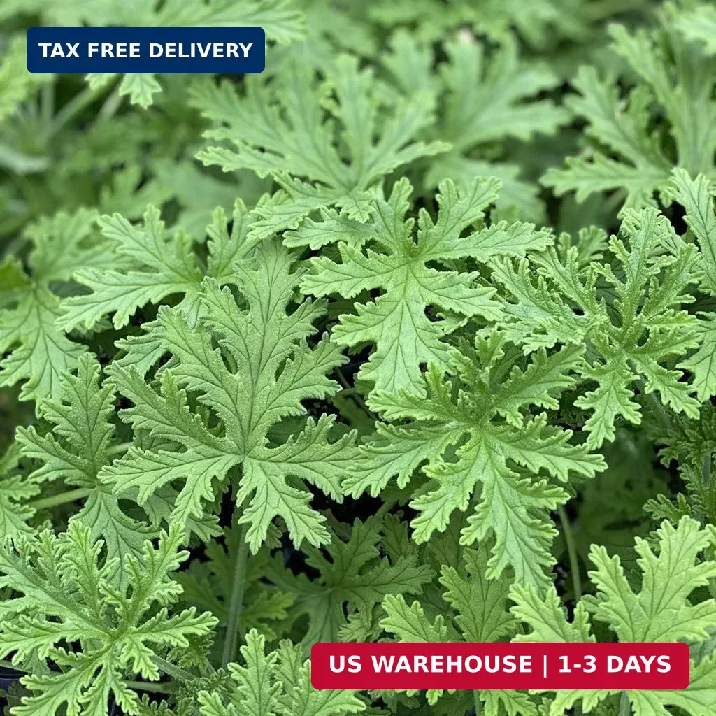 1500 Citronella Plant Seeds Non-GMO Mosquito Plant Seeds- Citronella Plant Seeds