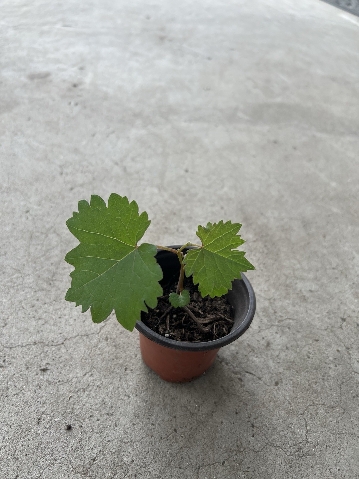 Kyoho Grape With Pot 6” Seedling Live Plant Ready To Plant