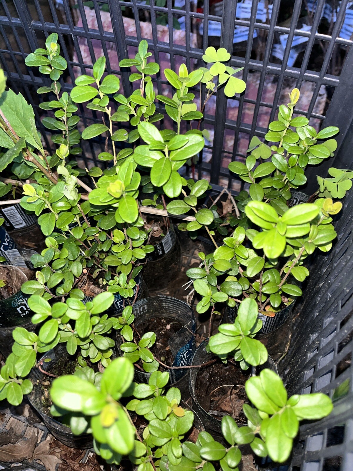 One Erntesegen lingonberry plant, well rooted plant 3-5 inches tall