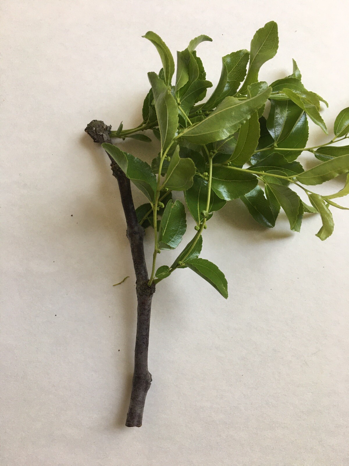 Lang JuJuBe Tree Cuttings, Chinese Dates, 5 pcs