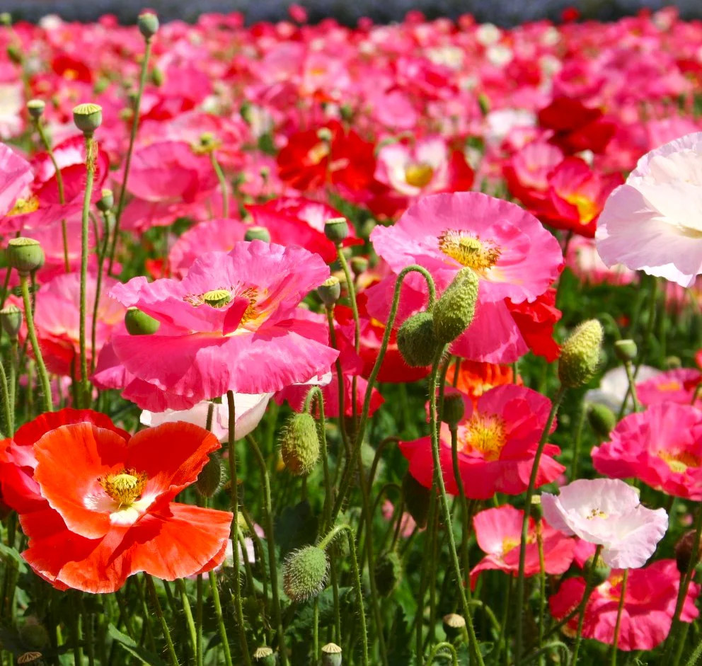 Single Mix Shirley Poppy Seeds | P.Rhoeas Pink Red Poppies Wild Flower Seed 2025
