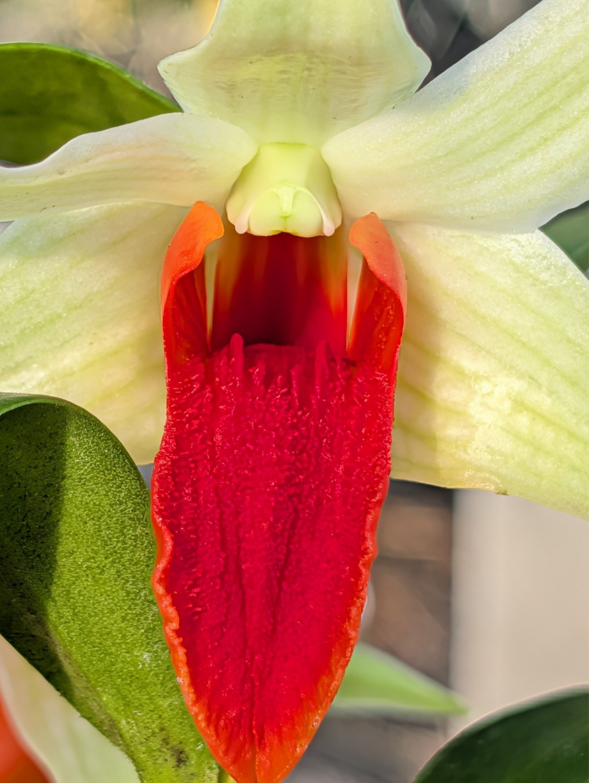Den. Jiaho Delight ‘Red Lips’ | 3″ pot | BS not in bloom