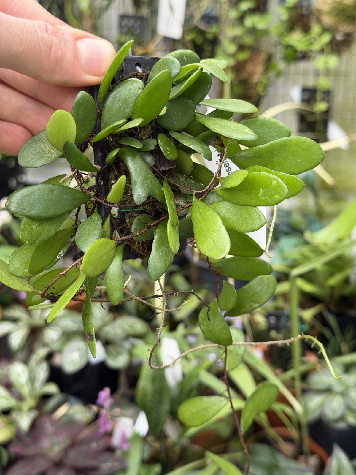 Pyrrosia Piloselioides Rare Epiphytic Fern. Very Succulent Foliage!