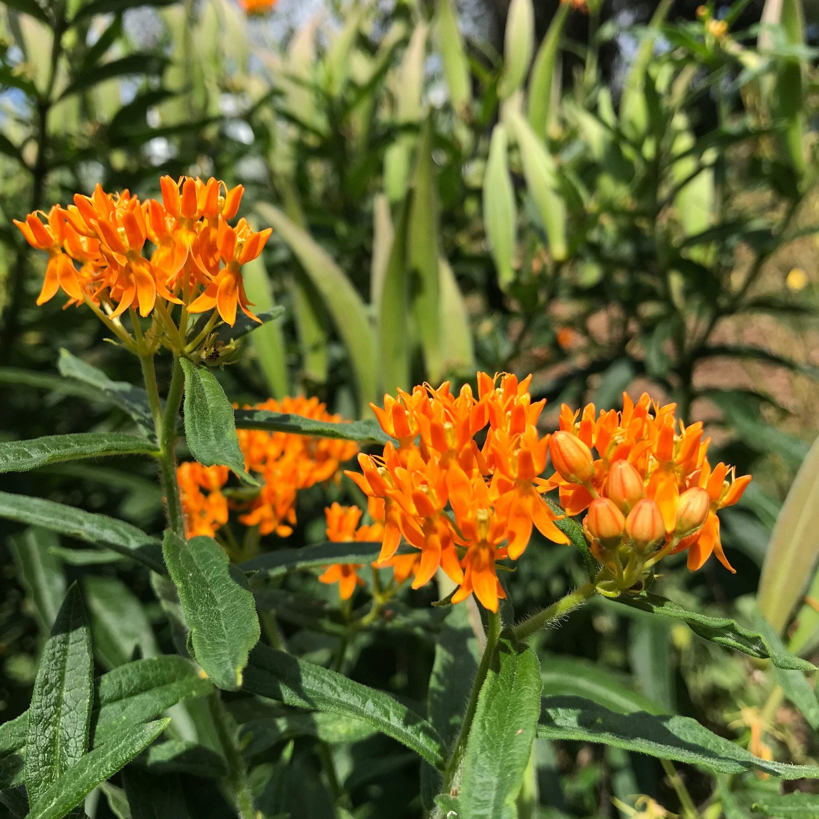 Butterfly Milkweed Seeds, Pleurisy Root (Asclepias tuberosa) ~Native Pollinator