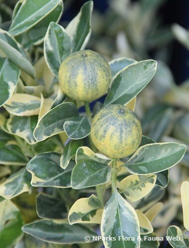 Rare VARIEGATED-Citrus × aurantiifolia – 3 fresh cuttings, imported, Europe