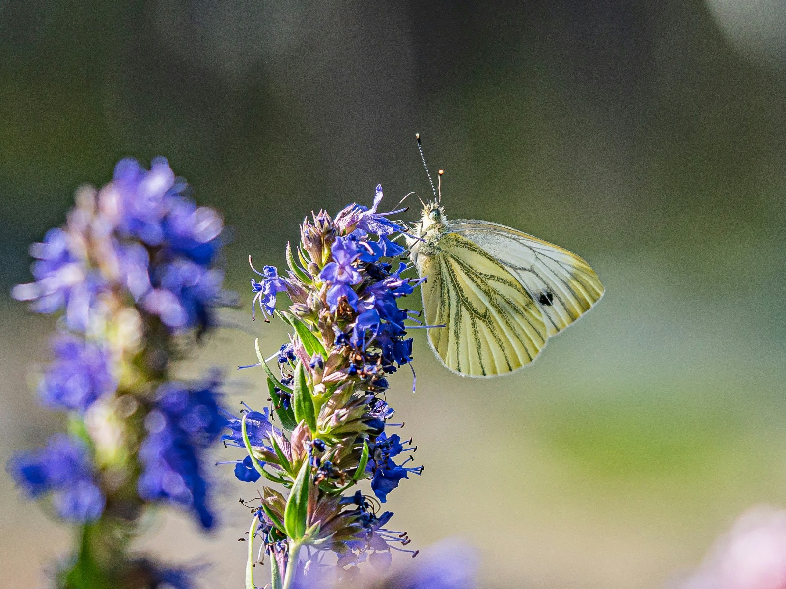 Hyssop Seeds (Hyssopus officinalis) – 2g Pack, Approx. 1800 Seeds