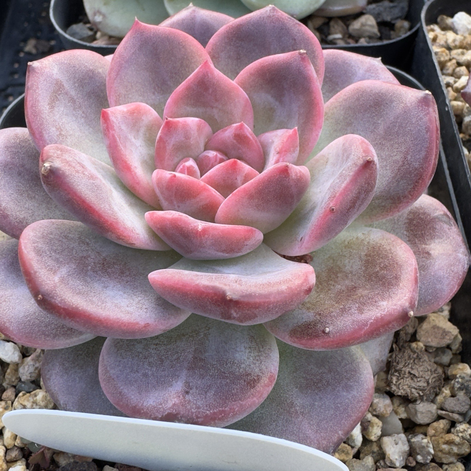 Echeveria Rare Hobak (Pumpkin) Live Succulent Plant Fully Rooted