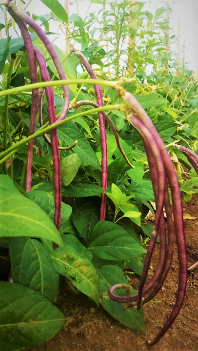 Mosaic Yard Long Bean Seeds |Purple Pink White Chinese Asparagus Asian Seed 2024