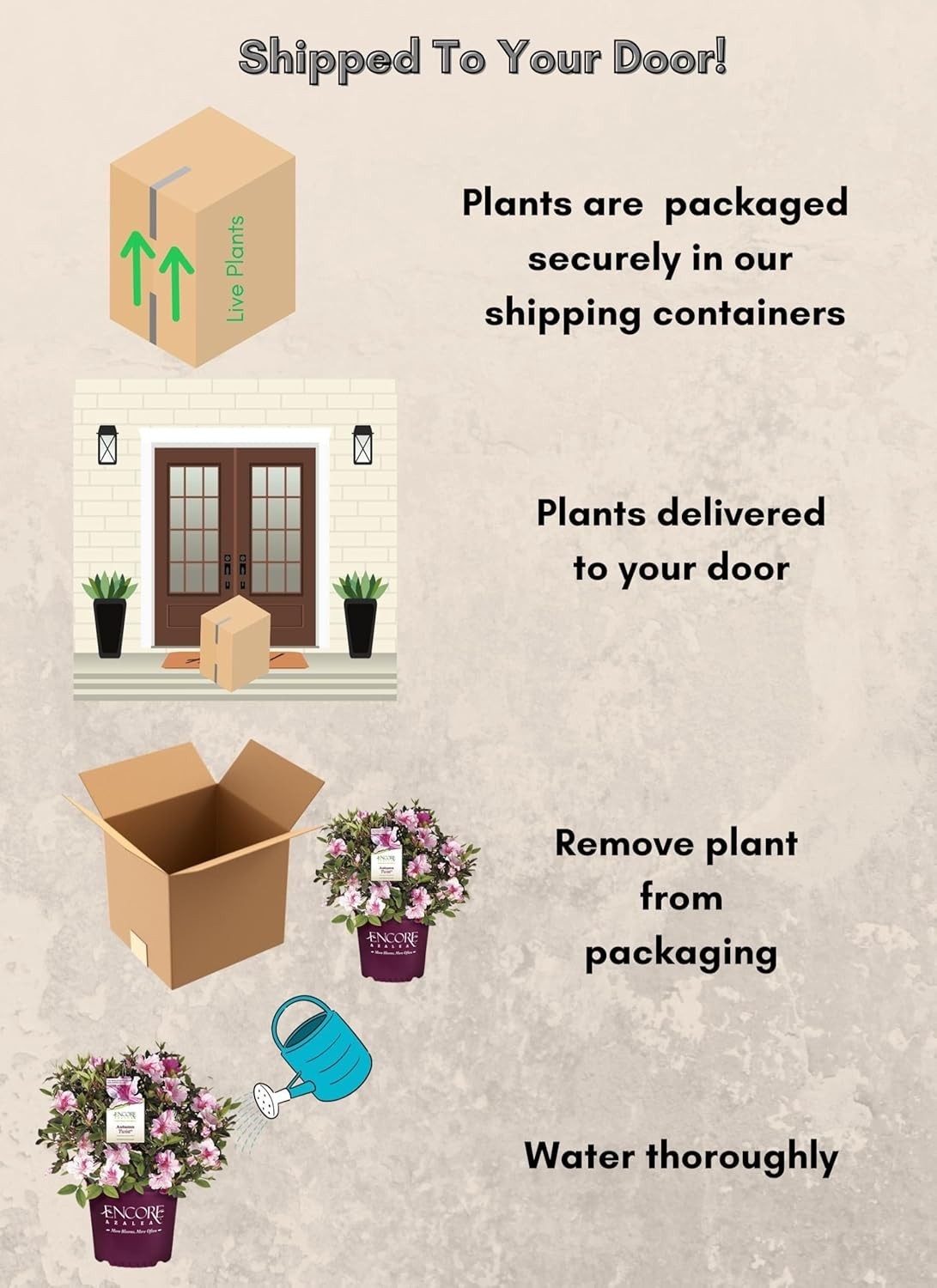 5 Gallon Azalea Plant: -Round Interest, Spring-Fall Blooms