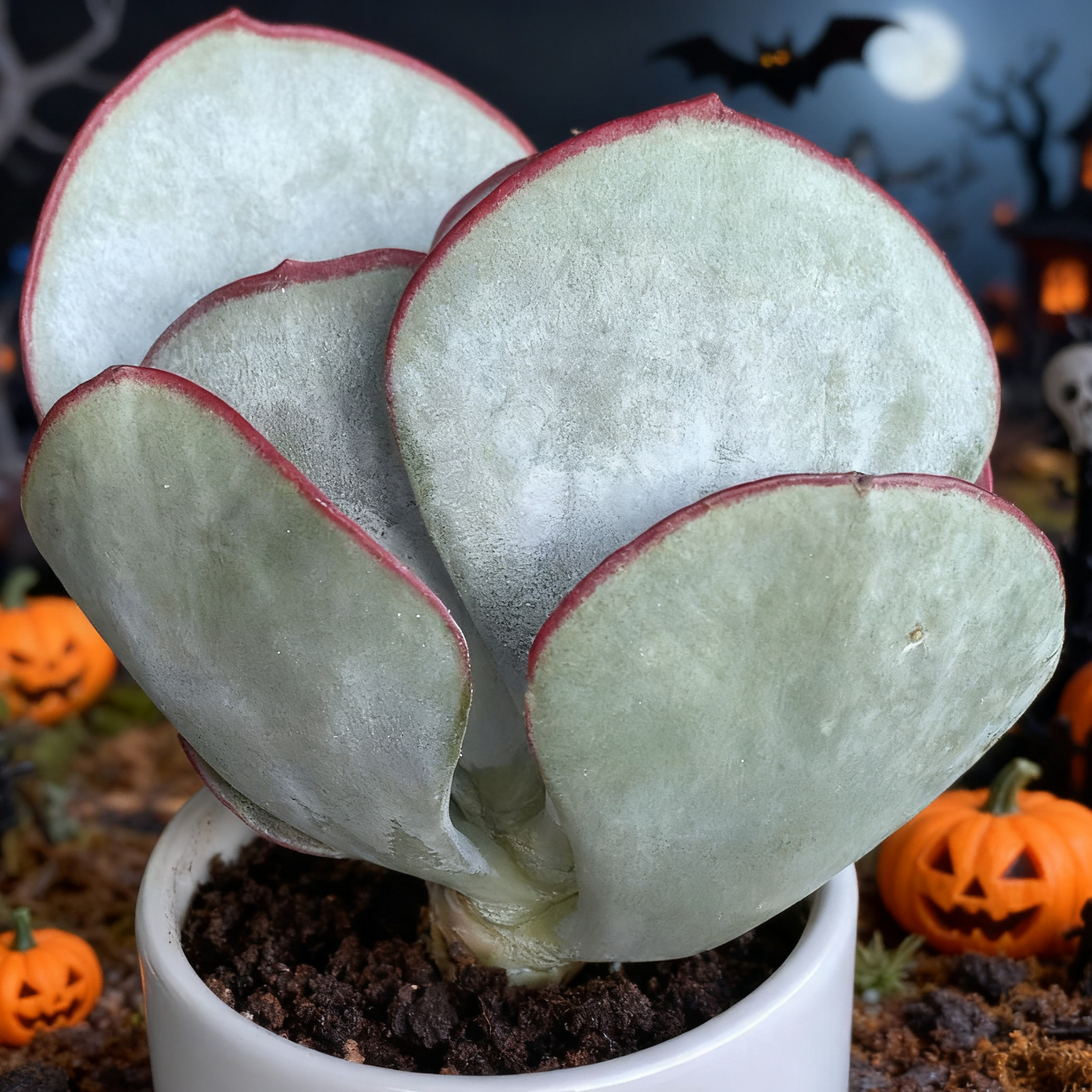 Cotyledon OrbiculataHakubi Succulents Plants Live, Bare root without soil pot,Ga