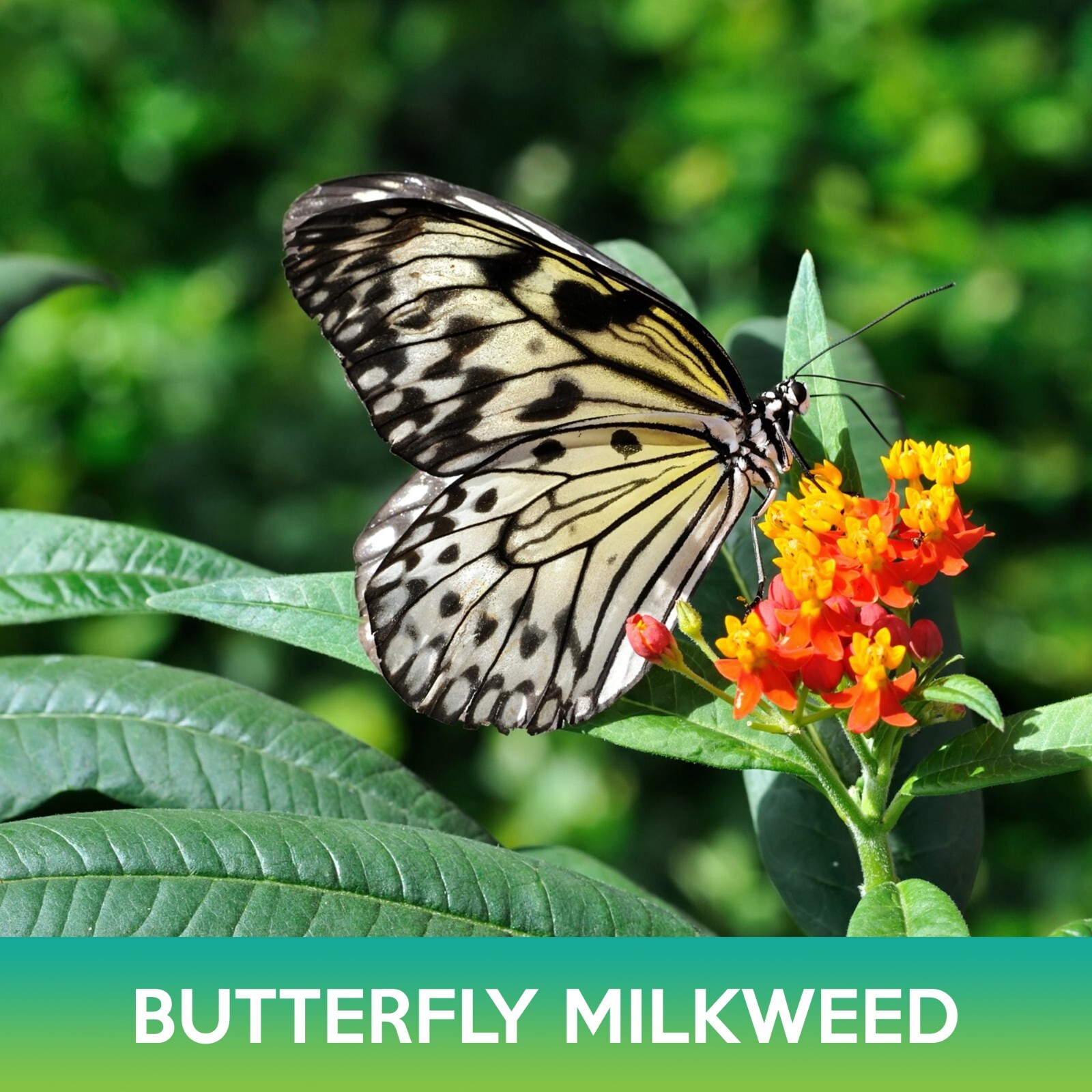 Butterfly Milkweed Seeds, Asclepias Tuberosa