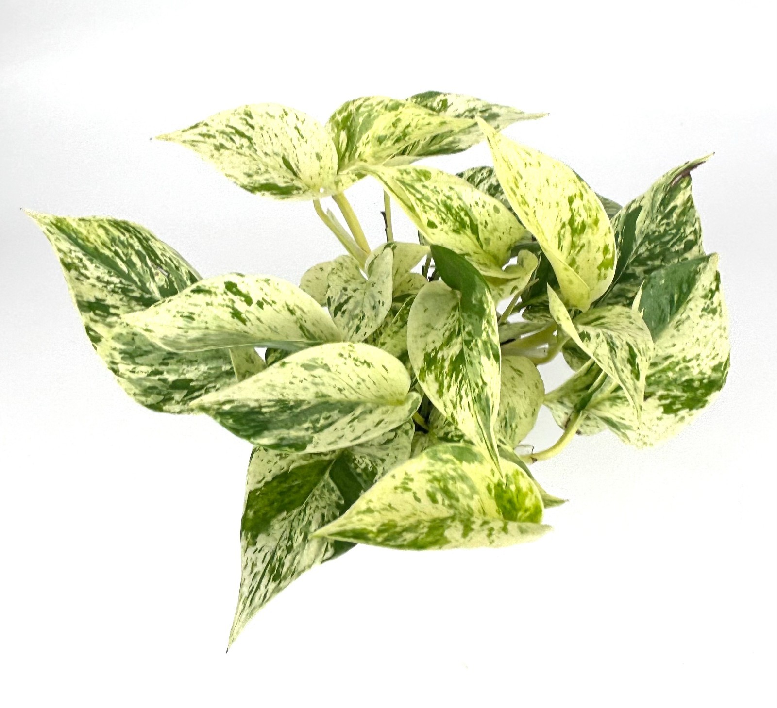 Snow Queen Pothos Epipremnum Aureum Easy Air Purifying House Plants, 4″ pot