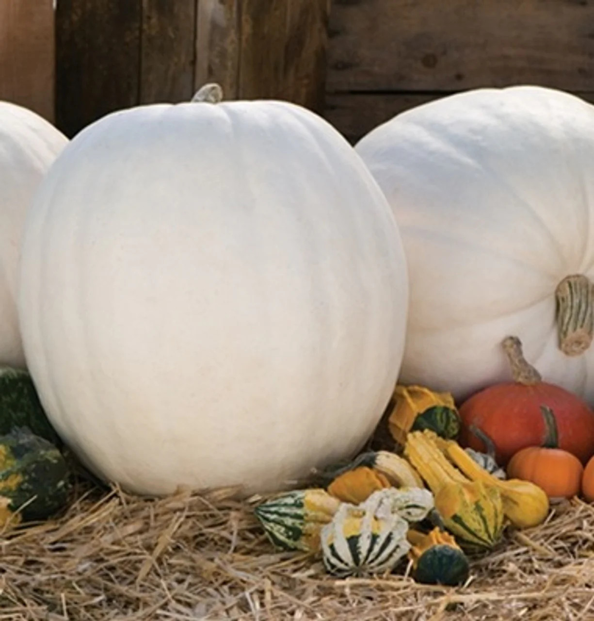 Lumina White Pumpkin Seeds | PVP Giant Polar Bear Pumpkins Vegetable Seed 2023