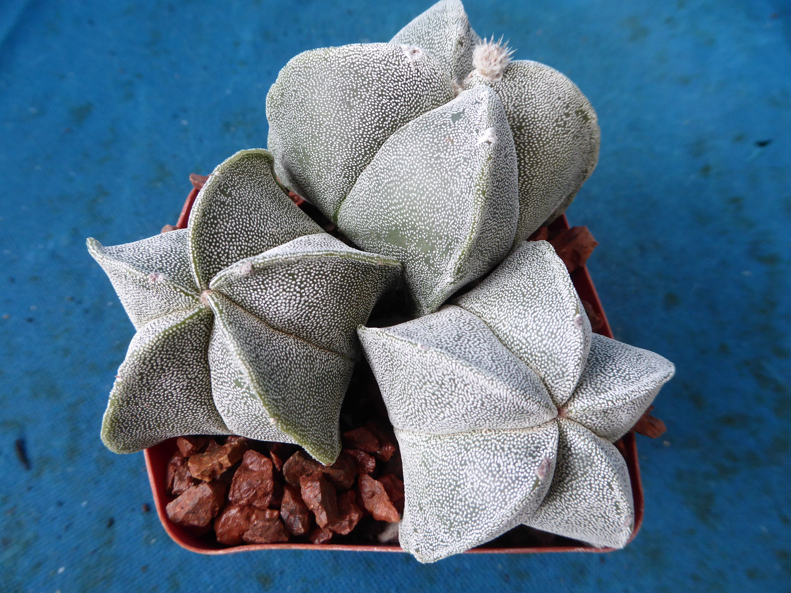 Astrophytum myriostigma THREE (3!) Plants 2 Regular, 1 Quadricostatum 3.25″ Pot