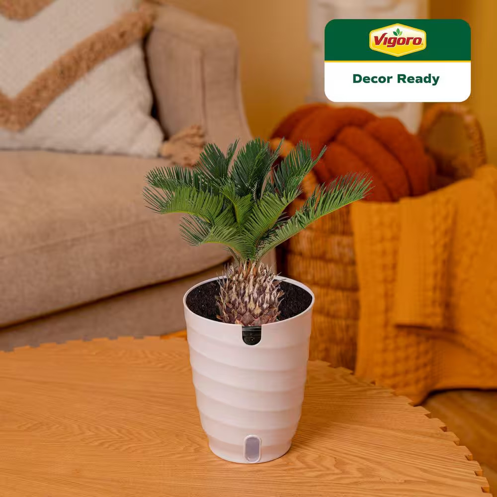 Sago Palm Indoor Plant in 6 In. White Decor Planter, Average Shipping Height 1-2