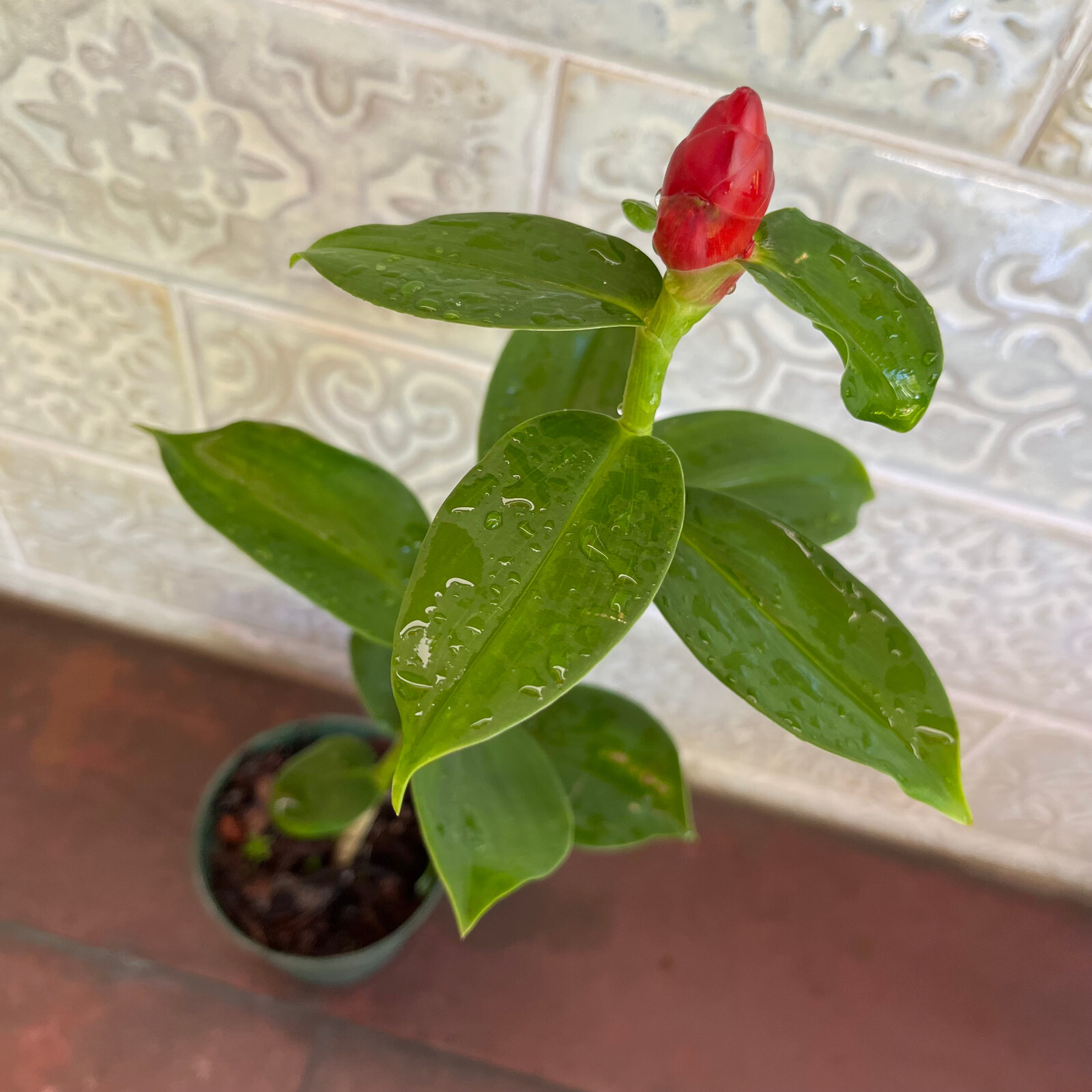 Red Button Ginger – FREE SHIPPING – Costus Woodsonii- 12″- 16″ Tall Plant