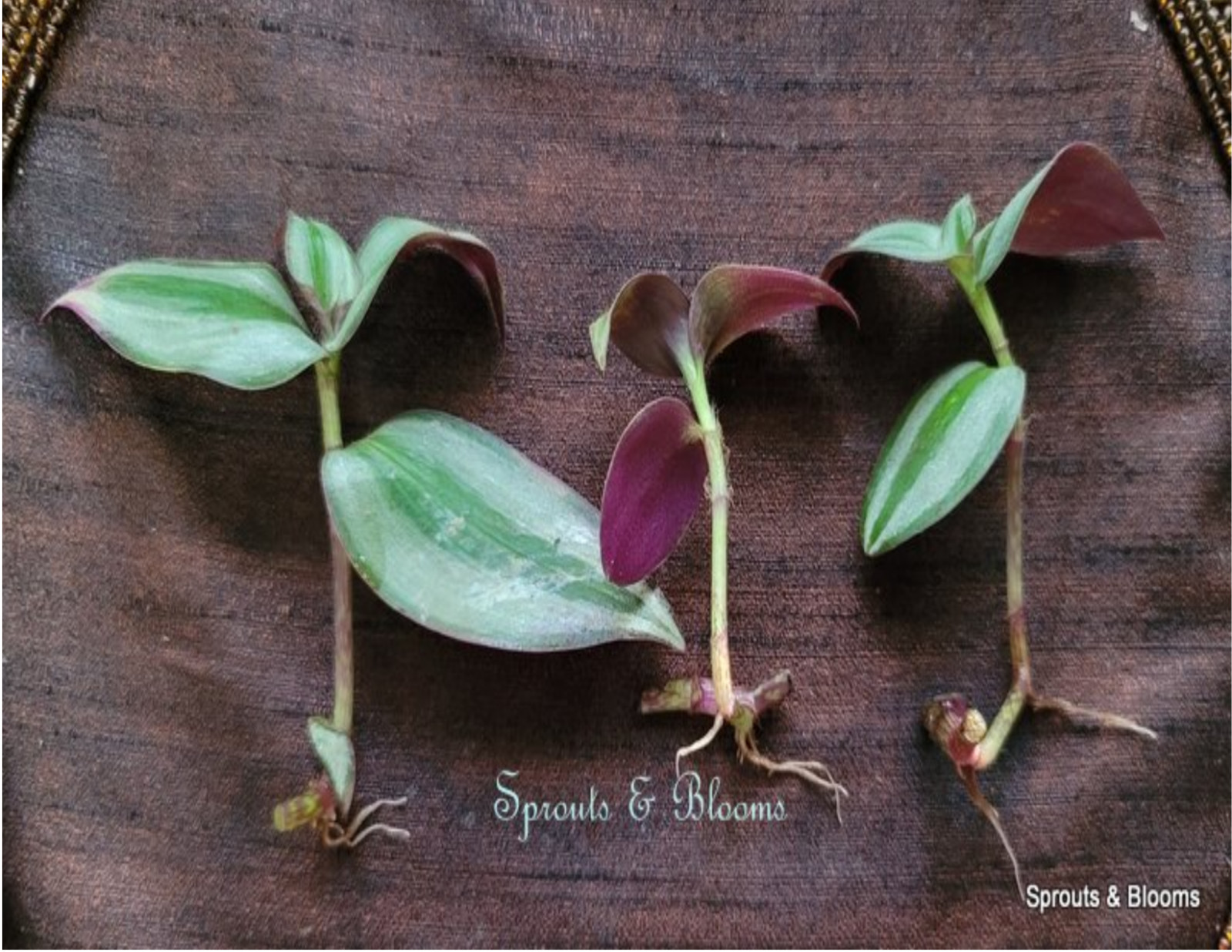 SOLD 10 Fresh Cuttings of Tradescantia Zebrina/ Wandering Jew/Spiderwort,Purple