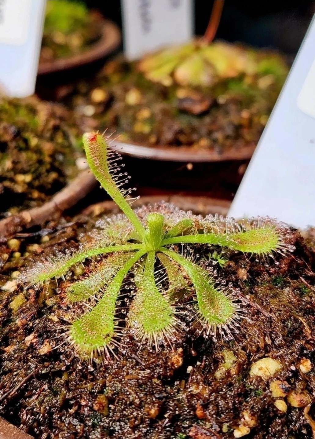 CARNIVOROUS PLANT 4 PACK- LIVE-SBCI (Sundews)
