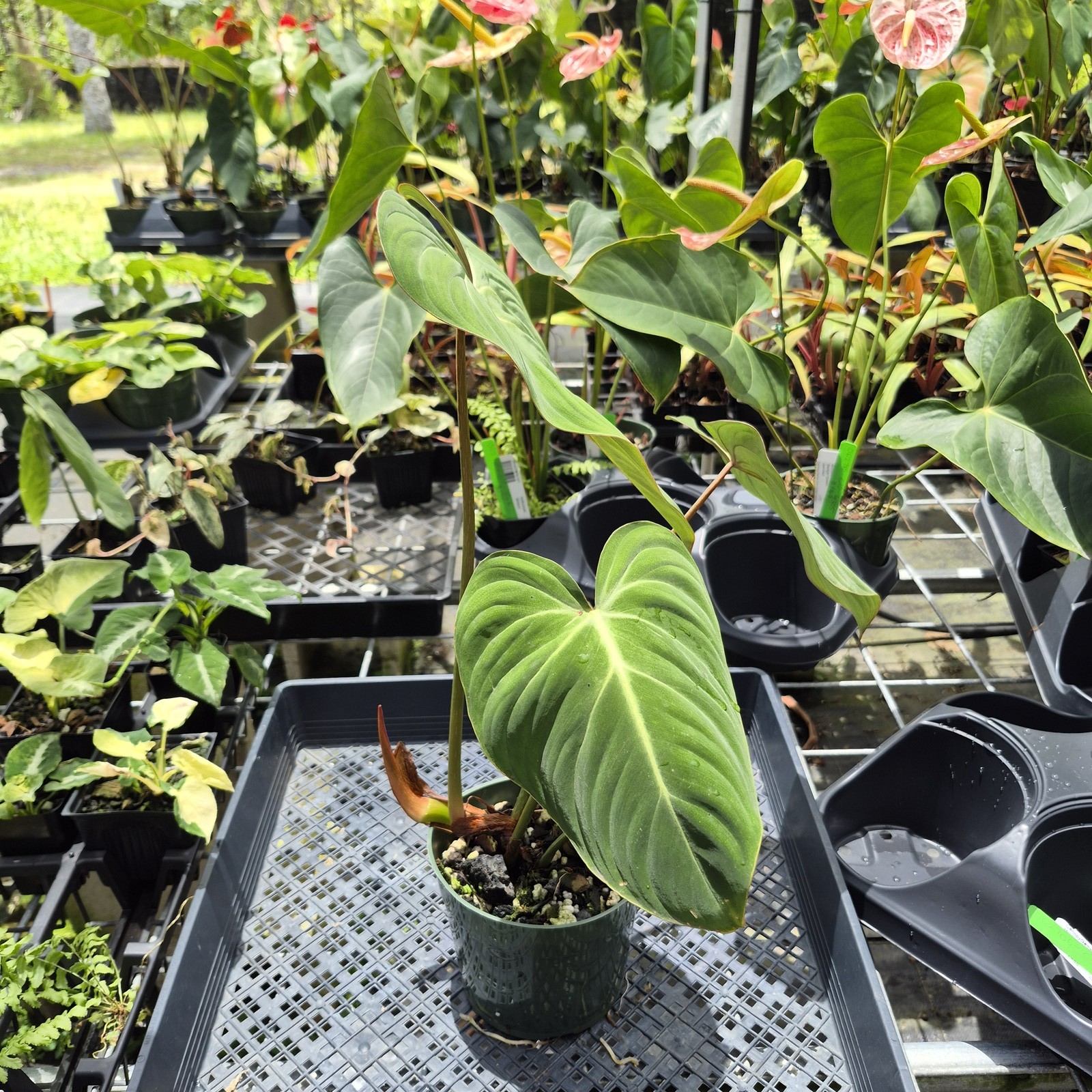 Philodendron Gloriosum, Pink Veined Back, Exact Plant Ships Nationwide