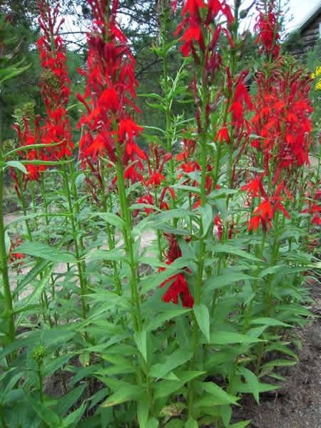 2 Cardinal Flower Lobelia cardinalis Pond/Marsh/Water plant~BARE ROOT NO FOLIAGE