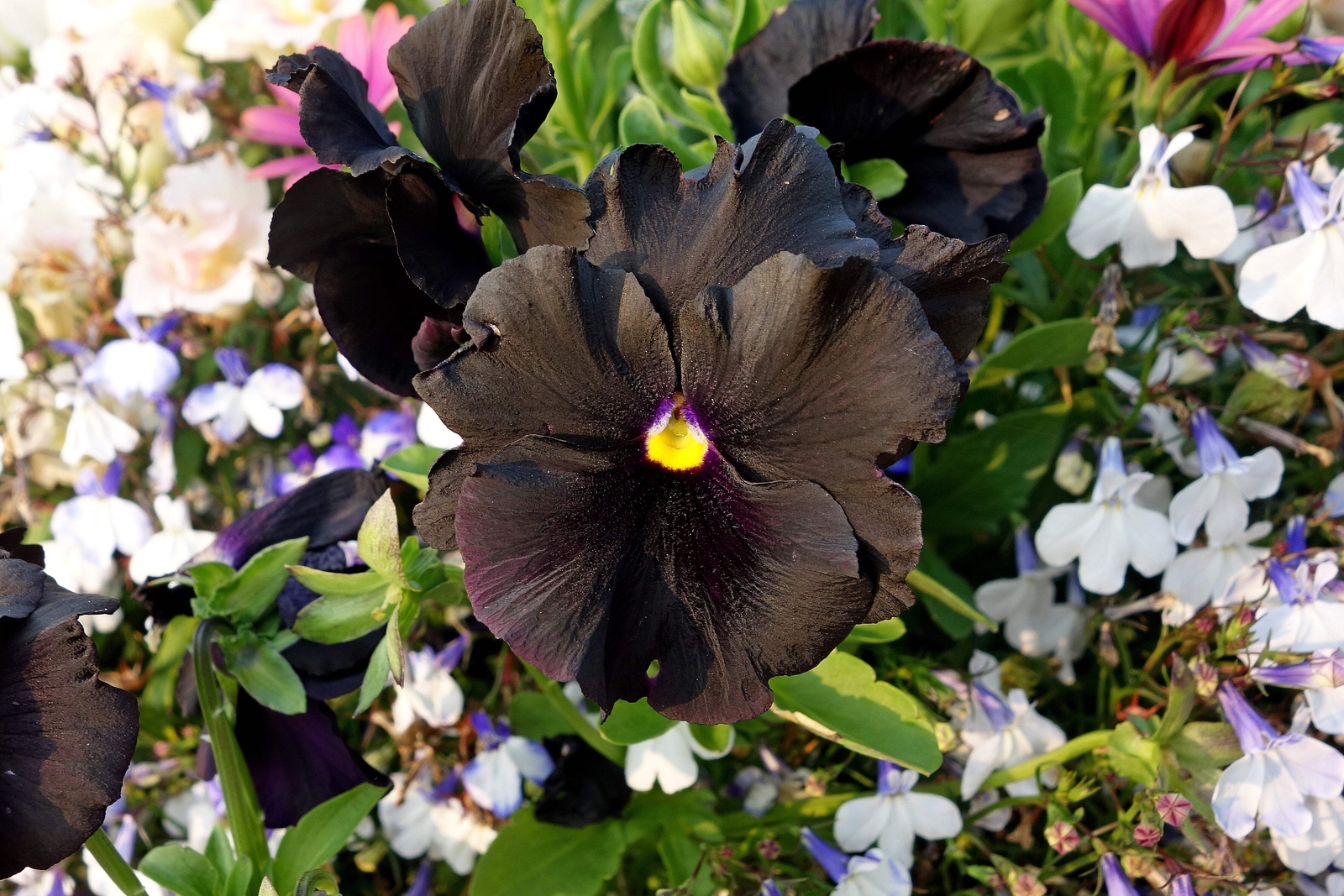 50 BLACK PANSY Clear Crystals Viola Wittrockiana Flower Seeds *Comb S/H