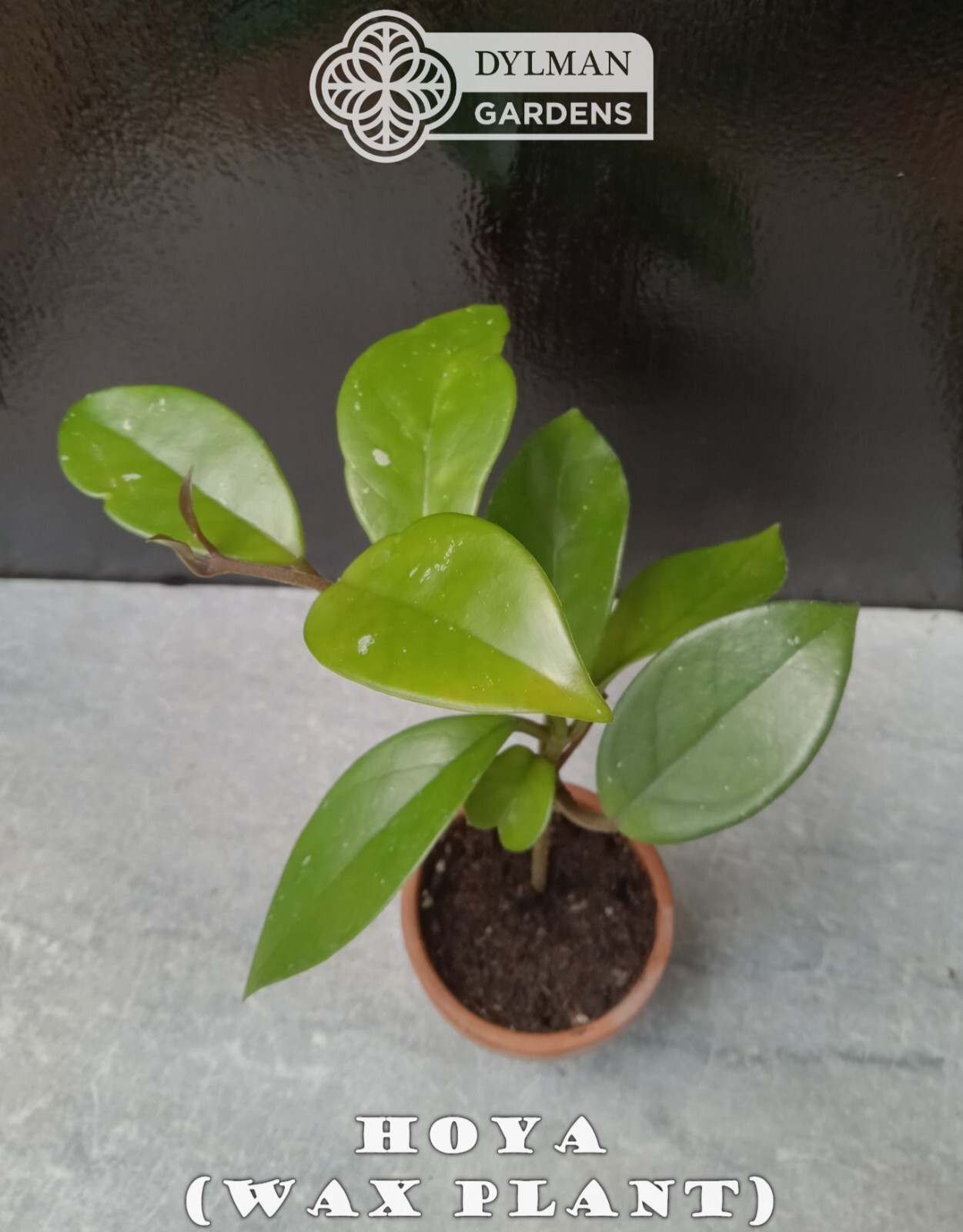 Hoya (Hoya carnosa) – Wax Plant – Porcelainflower – Live Plant – Multiple Sizes