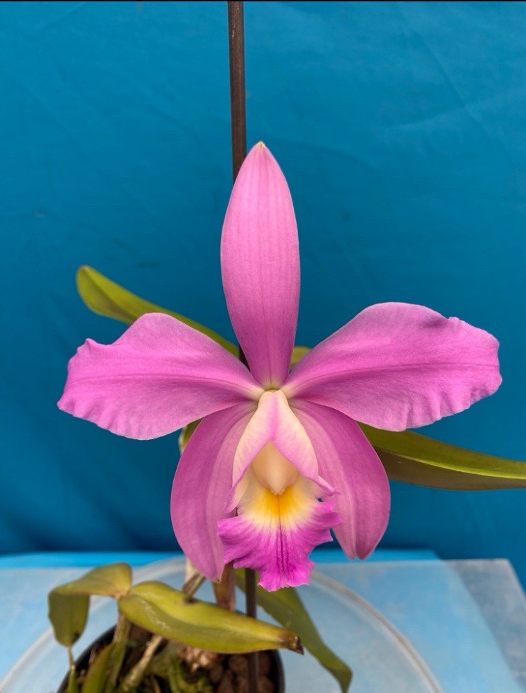 Cattleya intermedia ‘Peach State’ X C. dolosa ‘986’ Orchid Eros 2” Pot