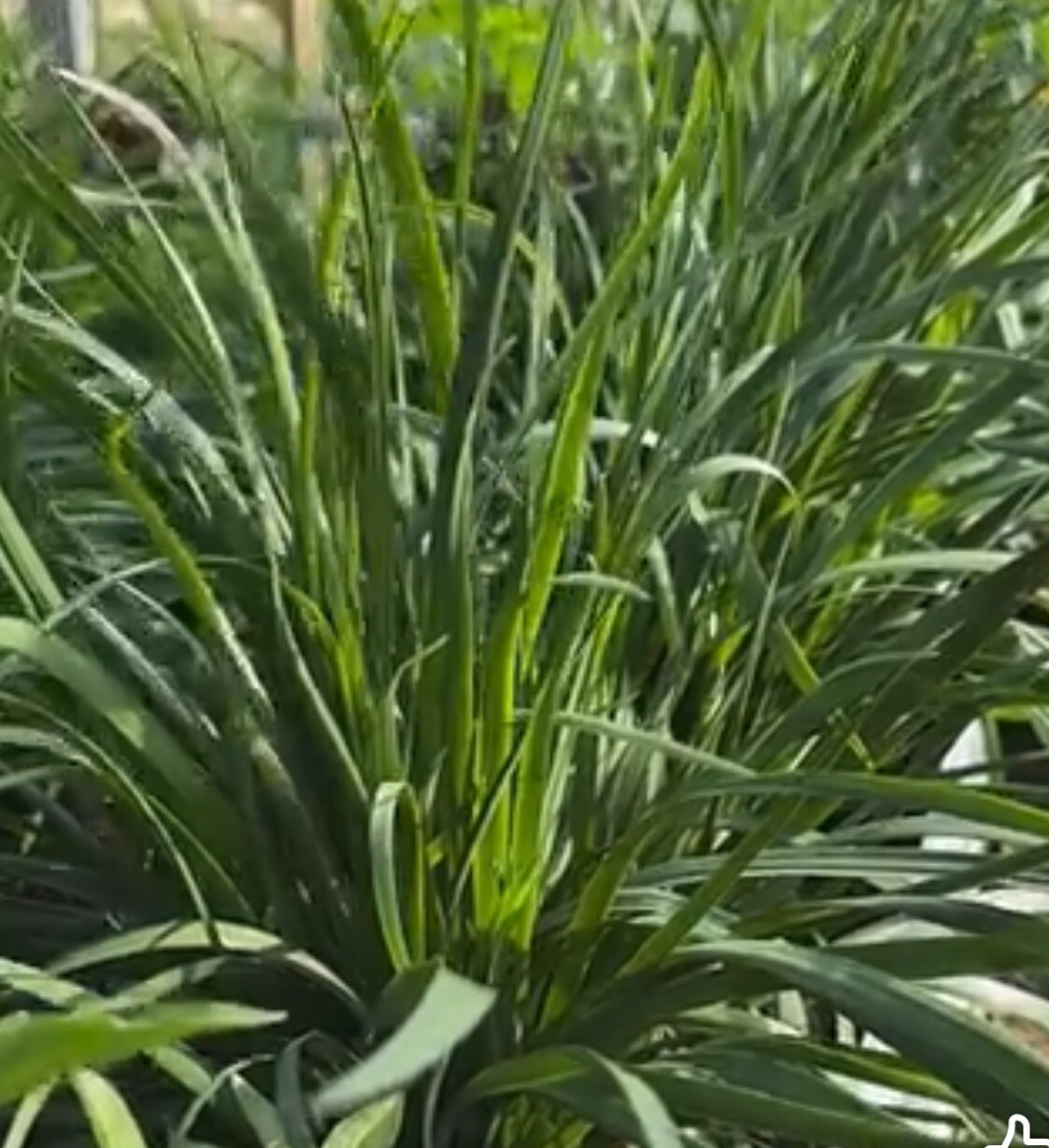 150+ SEEDS GARLIC CHIVES (Allium tuberosum) Chinese Leek Jiu Cai-Broadleaf Nira