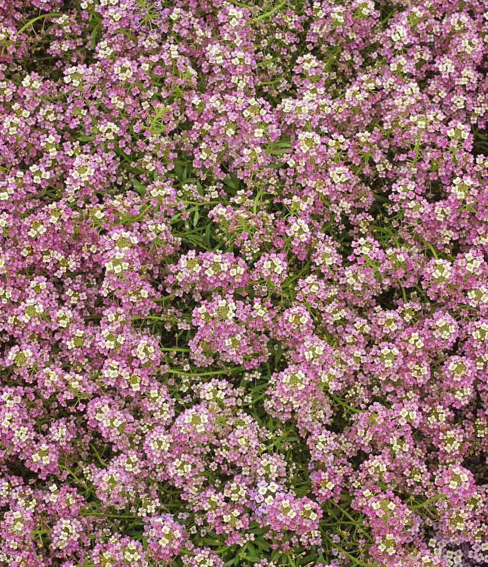 Sweet Alyssum Flower Seeds Dwarf Pink Ground Cover FREE SHIPPING