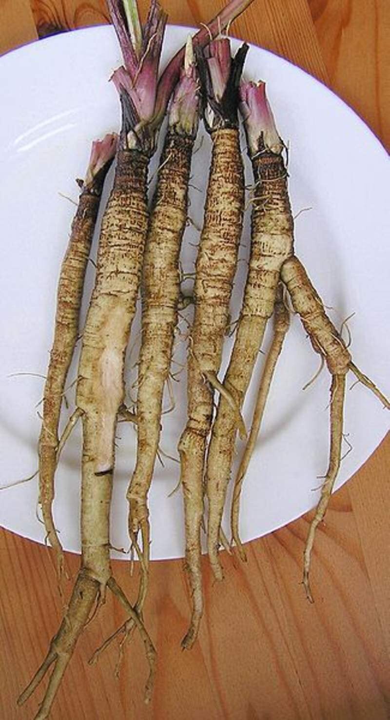 50 Greater Burdock Root Seeds to Plant – Arctium lappa
