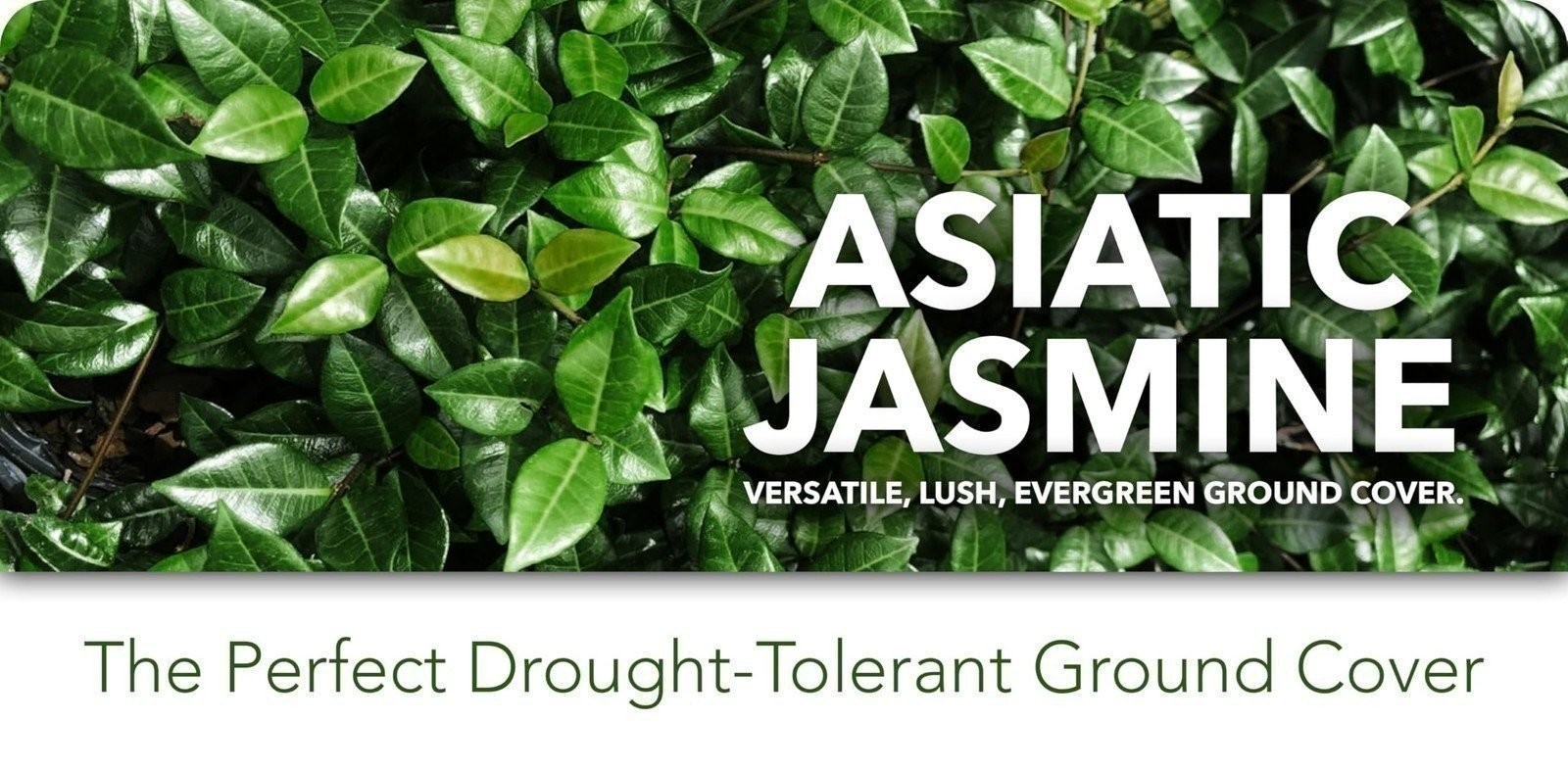 Jasmine Asiatic | 1 Gallon | Trachelospermum asiaticum | Low Maintenance | Hardy