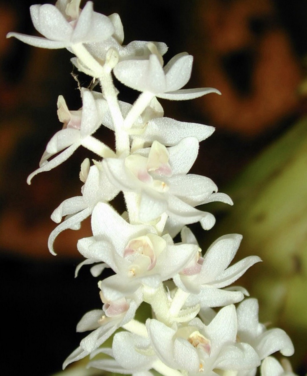 Eria hyacinthoides – Fragrant Species – 4” Pot