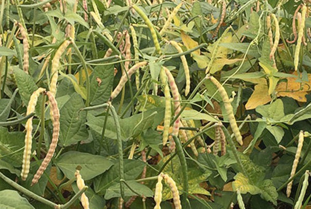 40 Treated Zipper Cream Cowpea Seed (Southern Pea) – Free Shipping