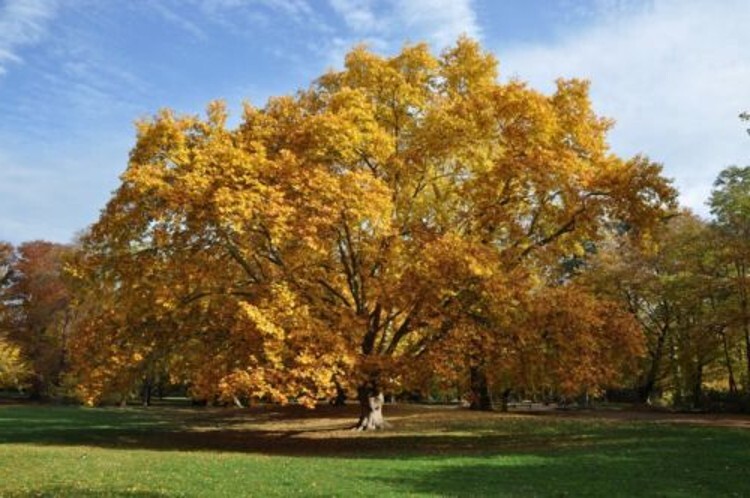Sycamore Occidentalis Americans Platanus Rapid Growth And Immense Size Quart Pot