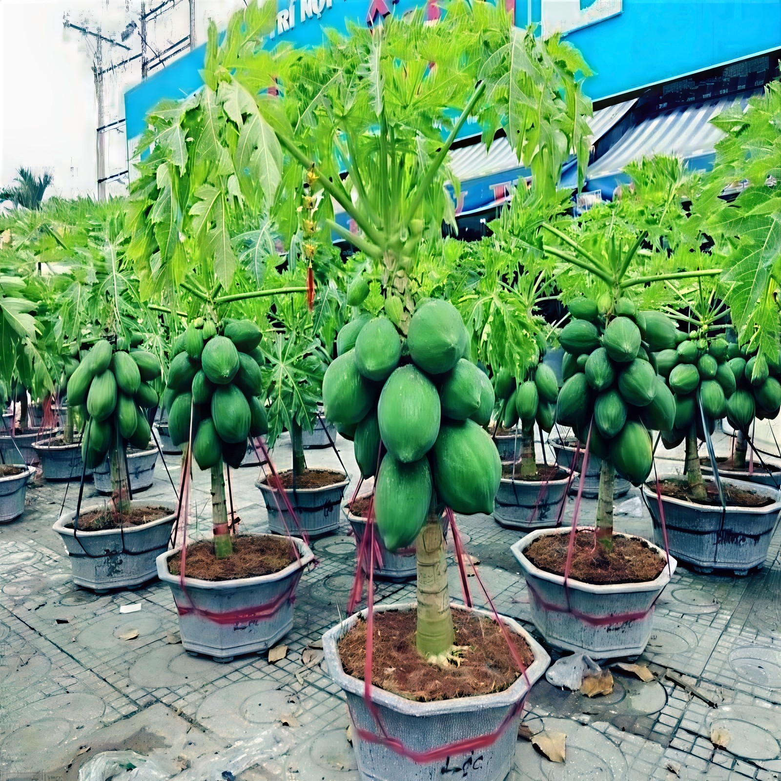 20 “DWARF SOLO WAIMANALO TREE SEEDS” (Carica Papaya) Fast Fruit Houseplant