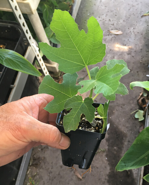 Chicago Hardy Fig Tree – Live Plant – Very Cold Hardy – Self Fertile