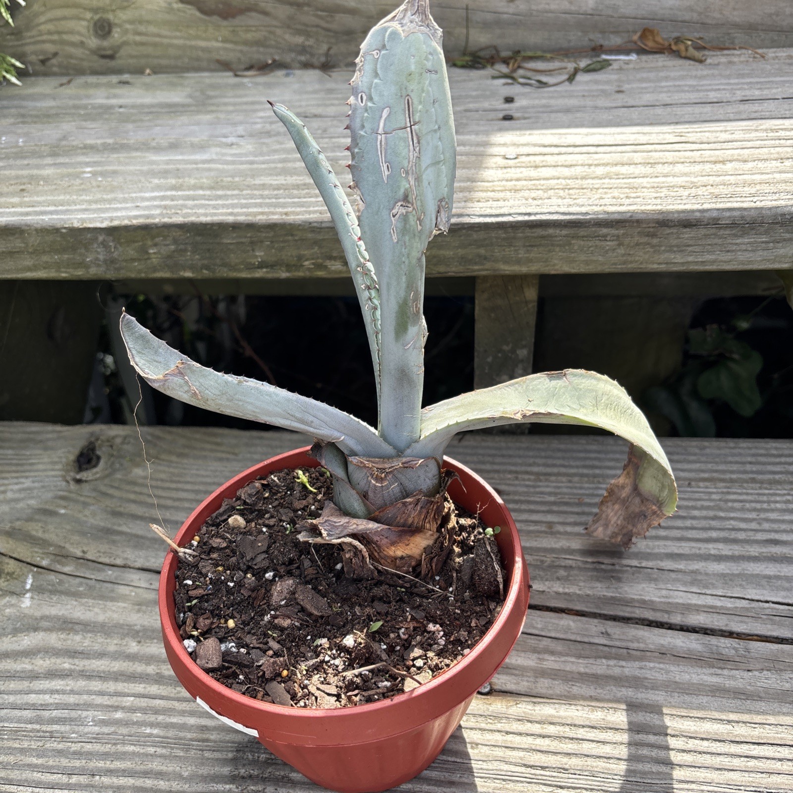 4″ Blue Agave Plant Planter (Tequilana) Azul Indoor/Outdoor Home Decor Succulent