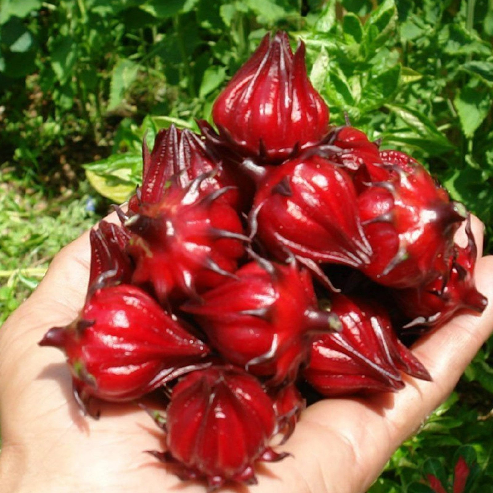 Roselle ‘Jamaica Sorrel’ Asian Sour Leaf (Hibiscus)Seeds 🌺 20 Seeds